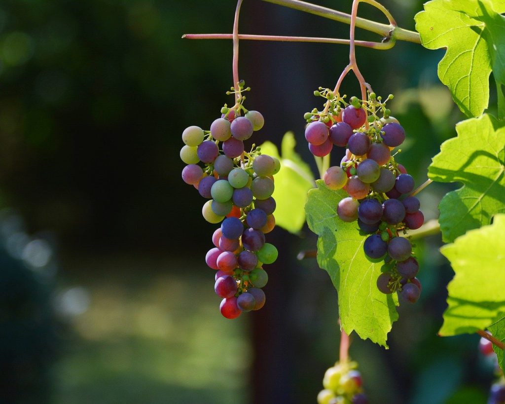 Dégustation vin Bourgogne