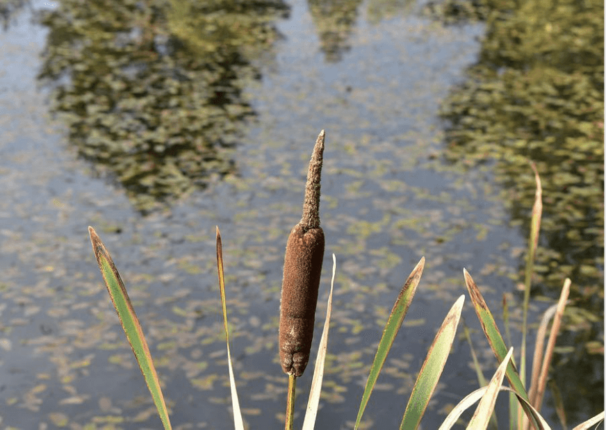 entretenir son point d’eau grâce à la technique de faucardage d’étang en Bourgogne-Franche-Comté
