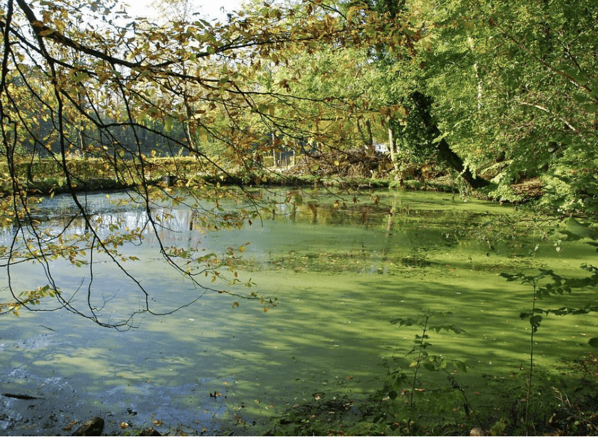 Le faucardage d’étang en Bourgogne-Franche-Comté pour lutter contre les espèces végétales invasives
