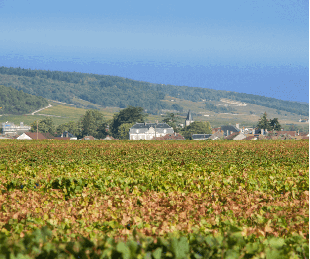 Vignoble Vosne Romanée vin
