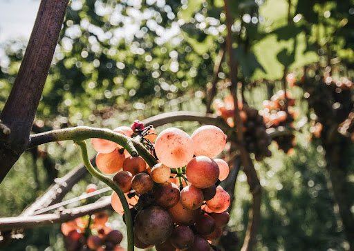 cépage utilisé pour produire du vin rosé